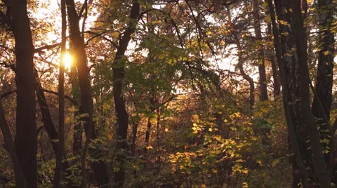Leaf fall, forest Video stock 43880330