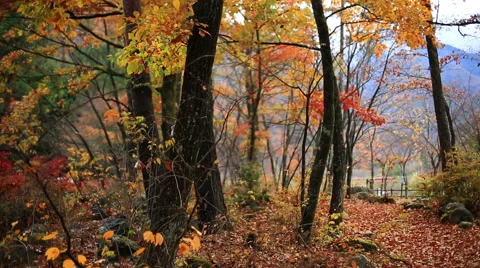 Leaf fall in the forest. Stock-Footage 57405876