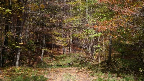 Leaf fall in the forest Stock Footage 226250837