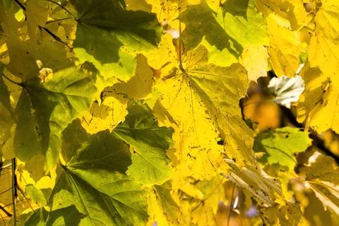 Leaf fall in the forest Foto stock