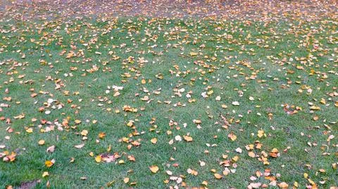 Leaf fall on the green grass in the autumn,background picture Foto stock