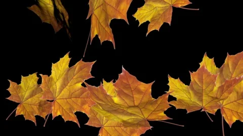 Leaf fall. Maple autumn yellow leaves fly on a black background. Stock Footage