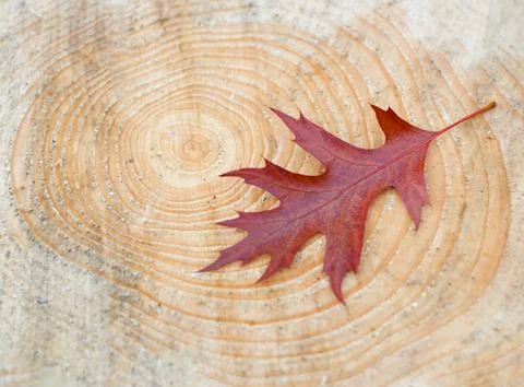 Leaf fall, maple crimson leaf on the background of a cut of a fresh felled tree Stock Photos