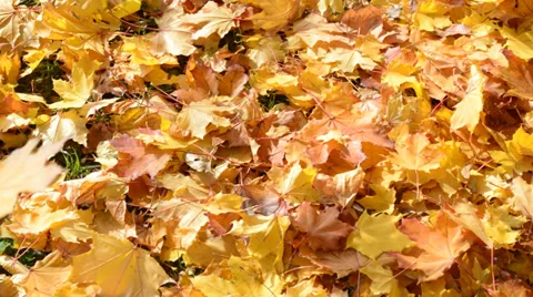 Leaf fall maple leaves Stock Footage 31743268