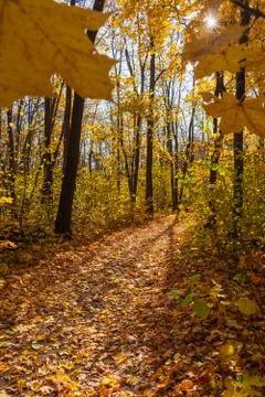 Leaf fall maple leaves in a Sunny forest Stock Photos