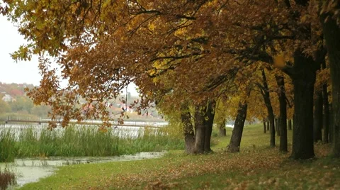 Leaf fall in the oak grove Stock Footage 53797056