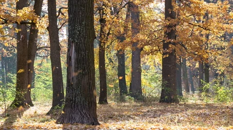 Leaf fall in the oak grove. Stock Footage 56466150