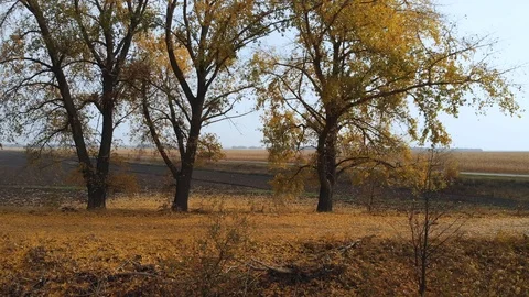 Leaf Fall on the Old Road, Yellow Foliage on the Field Stock Footage 97997425