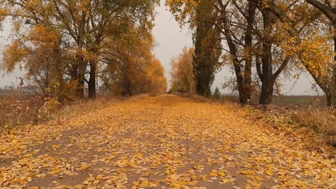 Leaf Fall, Orange Foliage on the Old Road Stock Footage 97843934
