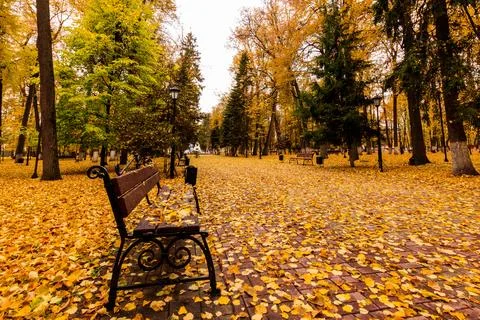 Leaf fall in the park in autumn with bench. Stock Photos