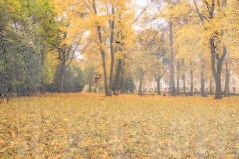 Leaf fall in the park in autumn with maples. Stock Photos
