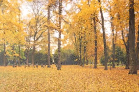 Leaf fall in the park in autumn with maples. Stock Photos