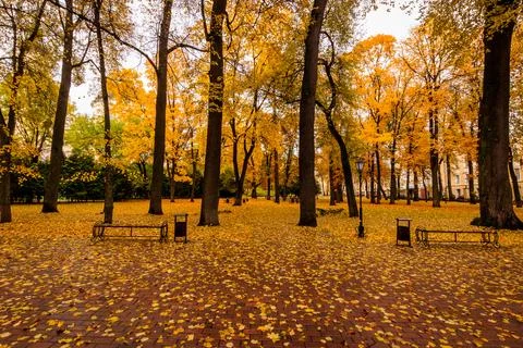 Leaf fall in the park in autumn with maples. Stock Photos