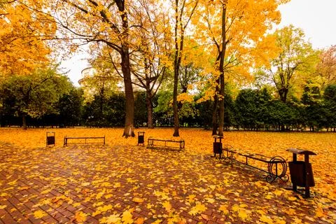 Leaf fall in the park in autumn with maples. Stock Photos