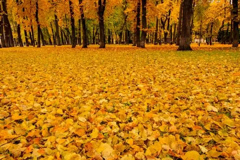 Leaf fall in the park in autumn with maples. Stock Photos