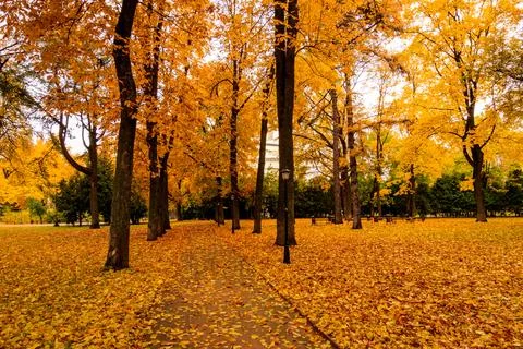 Leaf fall in the park in autumn with maples. Stock Photos