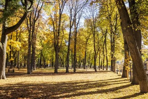 Leaf fall in the park in autumn with maples. Stock Photos