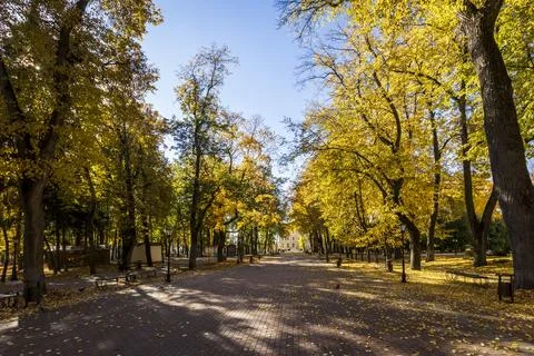 Leaf fall in the park in autumn with maples. Stock Photos