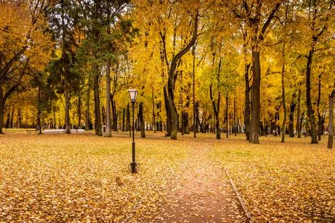 Leaf fall in the park in autumn with maples. Stock Photos
