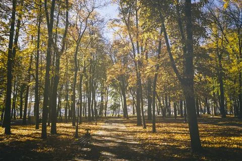Leaf fall in the park in autumn with maples. Stock Photos