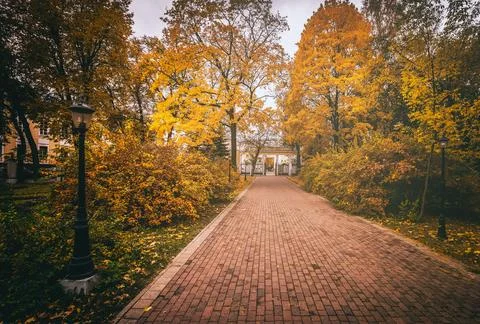 Leaf fall in the park in autumn with maples. Stock Photos