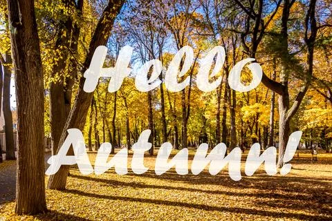 Leaf fall in the park in autumn sunny day with golden trees. Stock Photos