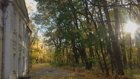 Leaf fall in a park 库存影片 93193069