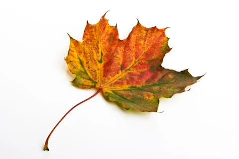 Leaf, fall Stock Photos