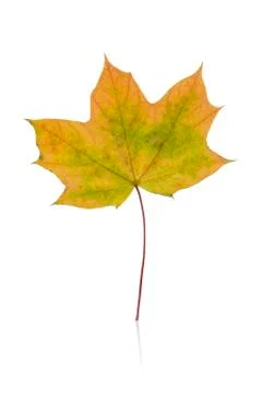Leaf, fall Stock Photos