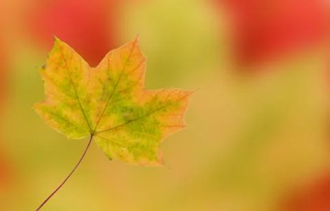 Leaf, fall Stock Photos