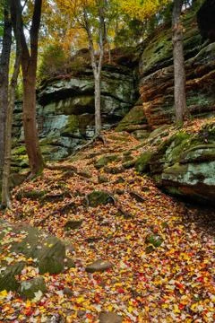 Leaf Fall Stock Photos