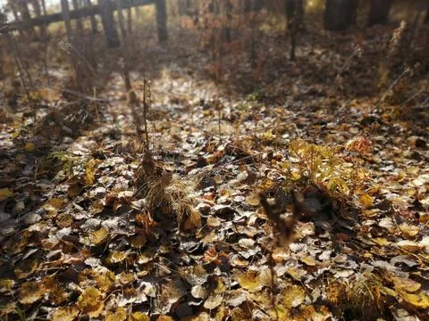 Leaf fall Foto stock