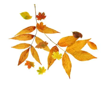 Leaf Fall Stock Photos