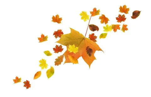 Leaf Fall Foto stock
