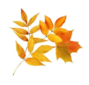 Leaf Fall Stock Photos