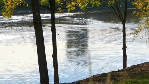 Leaf Fall on River Bank, Outdoor Water Nature Landscape Season Beauty Background Stock Footage 121087895