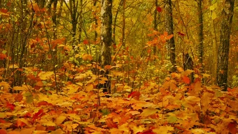 Leaf fall, slow motion Stock Footage 97927660