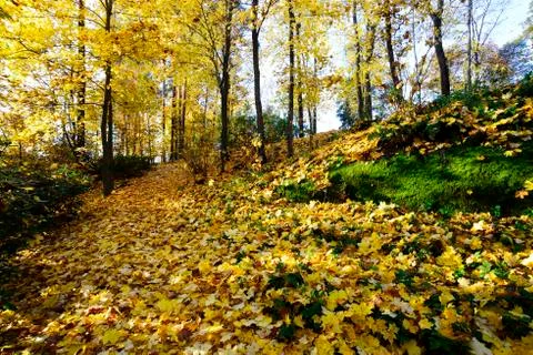 Leaf fall in a sunny park Foto stock