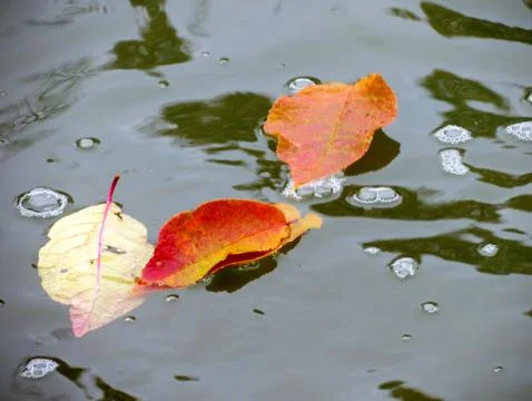 Leaf fall time Stock Photos