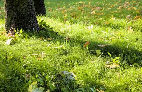Leaf fall from trees Foto stock