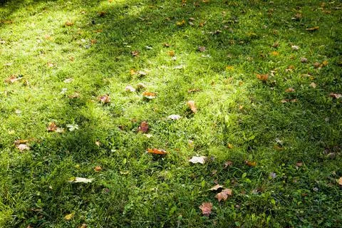 Leaf fall from trees Stock Photos