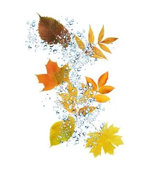 Leaf Fall Under Rain Foto stock