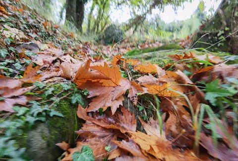 Leaf fallen in the forest after rain in autumn season Stock Photos