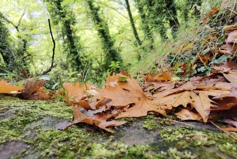 Leaf fallen in the forest after rain in autumn season Stock Photos