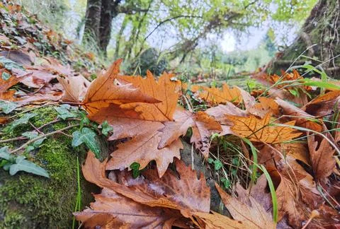 Leaf fallen in the forest after rain in autumn season Stock Photos