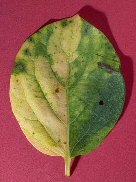 A leaf fallen from a persimmon tree in autumn, set against a red background Stock Photos