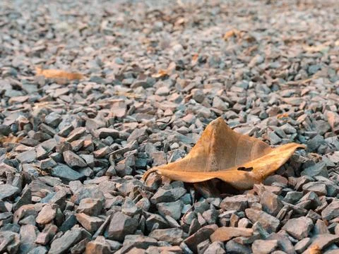 Leaf fallen on stone ground Stock Photos