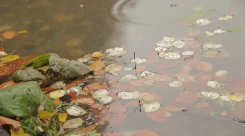 Leaf Fallen On Water Stock Footage 43319577