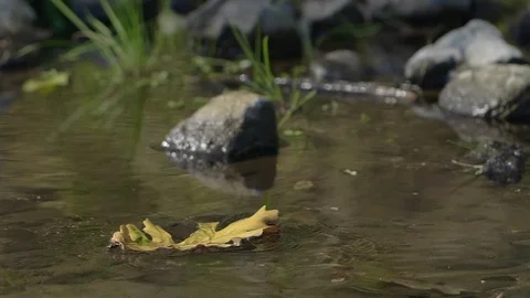 Leaf fallig  into a pond Stock Footage 102885840