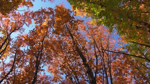Leaf Falling from Colourful Autumn Trees Rotation Stock Footage 143319503